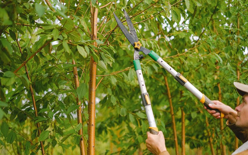 Tree trimming in Hiwassee, VA