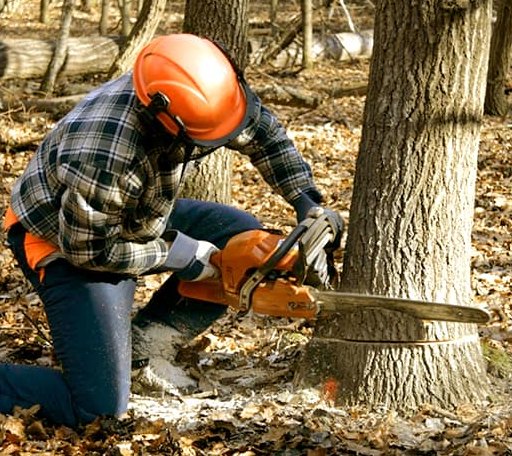 Tree Removal in Hiwassee, VA